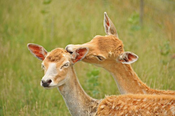Young couple of deer. Deer are the ruminant mammals forming the family Cervidae. Species in the Cervidae family include White-tailed deer, Elk, Moose, Red Deer, Reindeer, Roe and Chital. - Foto, immagini