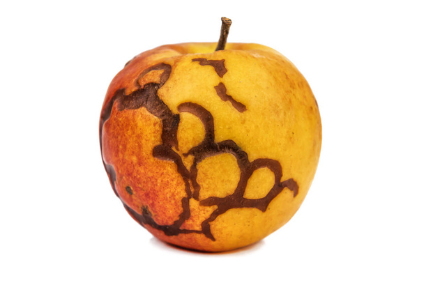 dojrzałe zgniłe jabłko izolowane na białym - Zdjęcie, obraz
