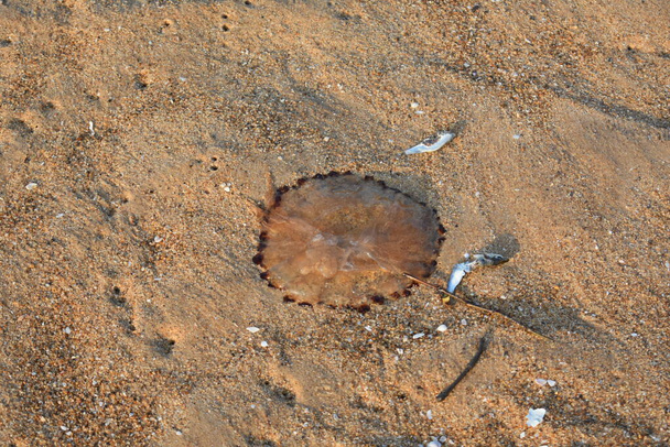 желе риба вийшла з океану і лежить на піску
 - Фото, зображення