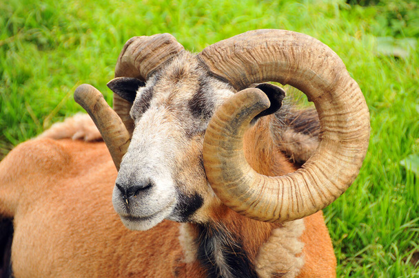 Ram Meanings and Symbolic Thoughts about the Ram The animal symbolism of the ram speaks of: Power, Force, Drive, Energy, Virility, Protection, Fearlessness.  - Photo, Image