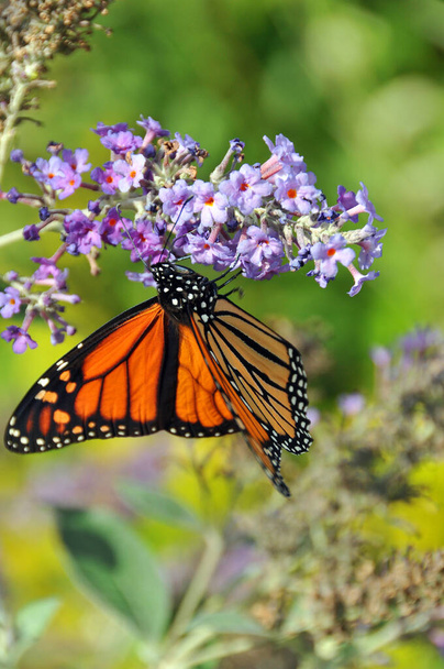 A Monarch pillangó (Danaus plexippus) a nimfálfélék családjába tartozó fejőfű pillangó (Danainae alcsalád). Talán a legismertebb az összes észak-amerikai pillangó közül. - Fotó, kép