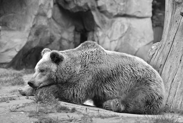 O urso pardo também conhecido como urso-pardo, o urso pardo, é uma subespécie de urso pardo que geralmente vive nas terras altas do oeste da América do Norte.. - Foto, Imagem