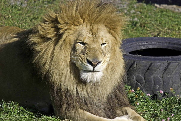 Férfi oroszlán: Nagyon jellegzetes, a hím oroszlán könnyen felismerhető a sörénye, és az arca az egyik legszélesebb körben elismert állati szimbólum az emberi kultúrában. - Fotó, kép