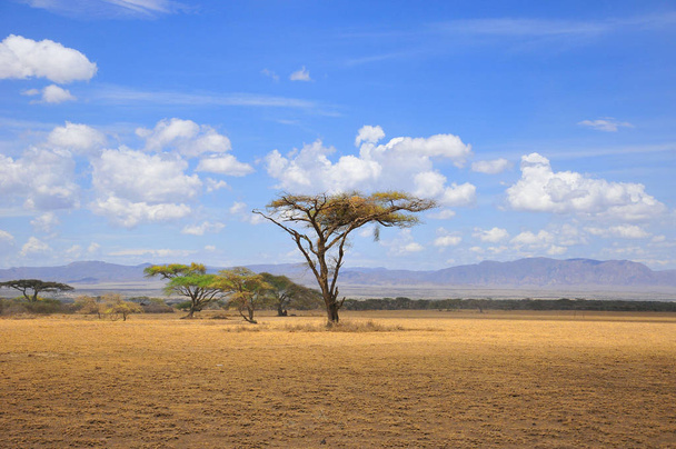 Μεγάλο δέντρο Acacia στις ανοιχτές πεδιάδες της σαβάνας Masai Mara, Κένυα - Φωτογραφία, εικόνα