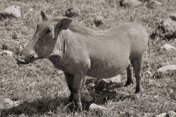 Phacochoerus, Suidae familyasından bir yaban domuzu cinsidir. Alt familya Phacochoerinae 'nin tek cinsidir. - Fotoğraf, Görsel