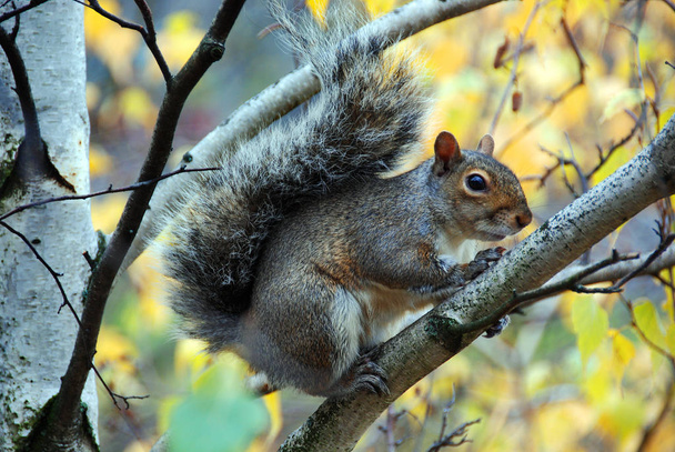 Ritratto di scoiattolo sull'albero in primavera. - Foto, immagini