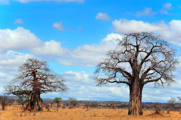 Баобаб або баобаб, баабоа, пляшкове дерево, дерево догори ногами, і макаки хліб дерево Tarangire National Park - шостий за величиною національний парк в Танзанії після Руаха, Серенгеті, Мікумі, Катаві і Мкомазі. - Фото, зображення