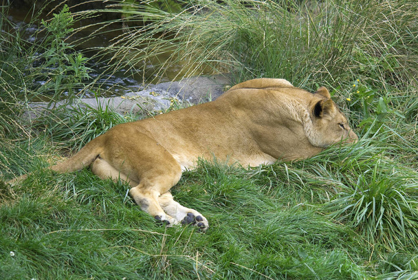 Panthera leo es uno de los cuatro grandes felinos del género Panthera y miembro de la familia Felidae. Con algunos machos que superan los 250 kg de peso, es el segundo gato vivo después del tigre. - Foto, imagen