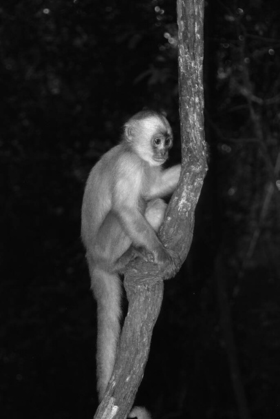 Μικρή μαϊμού στο δέντρο στη ζούγκλα - Φωτογραφία, εικόνα