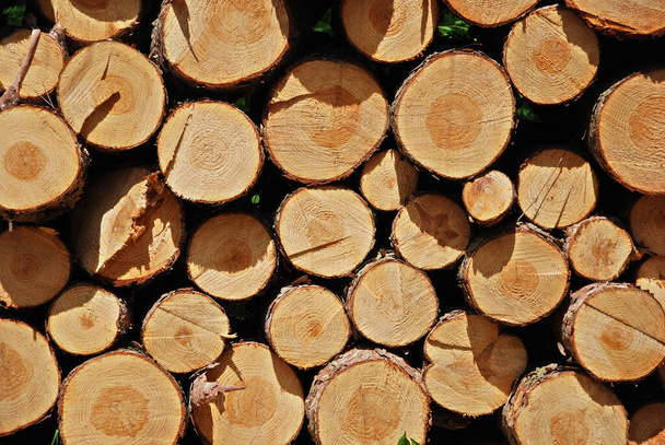 pile of wood logs in the forest  - Photo, Image