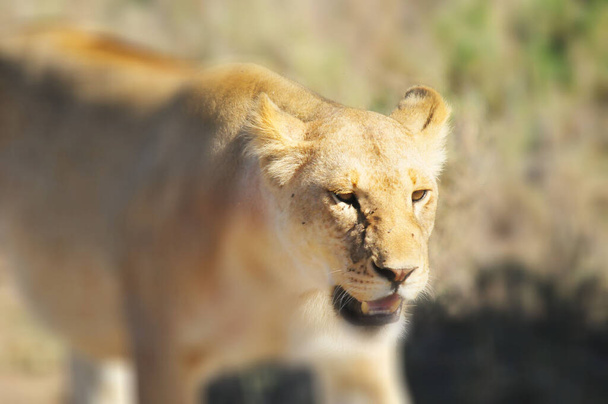 Leijona Serengetillä isännöi maailman suurinta nisäkkäiden muuttoliikettä, joka on yksi maailman kymmenestä luonnollisesta matkustusihmeestä. Se sijaitsee Pohjois-Tansaniassa ja ulottuu Lounais-Keniassa - Valokuva, kuva