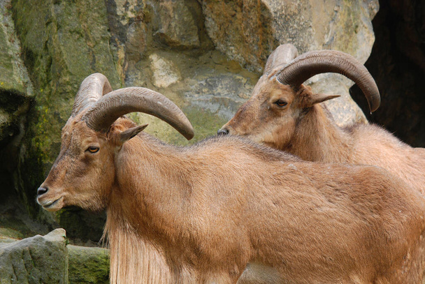Les chèvres sauvages (Capra aegagrus) sont des animaux des habitats de montagne. Ils sont très agiles et rustiques, capables de grimper sur des rochers nus et de survivre sur une végétation clairsemée.. - Photo, image