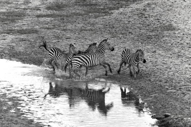 Zebras no Parque Nacional Amboseli, anteriormente Maasai Amboseli Game Reserve, está localizado no distrito de Kajiado, província do Vale do Rift, no Quênia. O ecossistema que se espalha  - Foto, Imagem