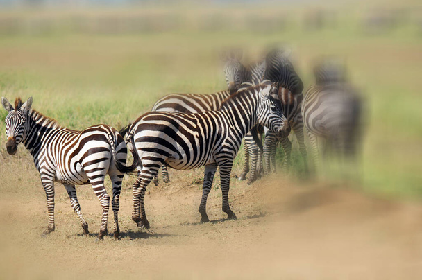 Zebras Serengeti Tanzania. Il Serengeti ospita la più grande migrazione di mammiferi del mondo, che è una delle dieci meraviglie naturali del mondo. - Foto, immagini