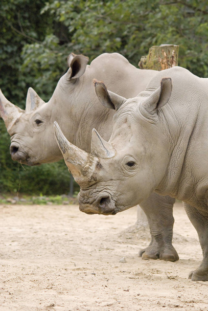 Biały nosorożec lub nosorożec o kwadratowych wargach jest największym zachowanym gatunkiem nosorożca. Ma szerokie usta używane do wypasu i jest najbardziej towarzyski ze wszystkich gatunków nosorożców - Zdjęcie, obraz