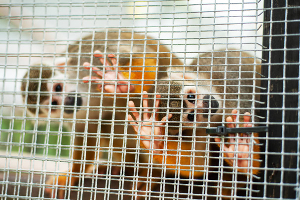 Yhteinen orava apina leikkii puissa - Valokuva, kuva