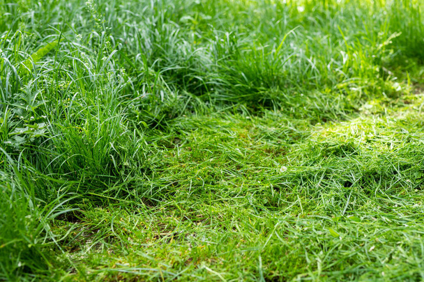 Kupa zielonej świeżo skoszonej wysokiej trawy na podwórku lub w parku miejskim. Usługi przycinania trawnika i konserwacja ogrodu. Kleszcz lub roztocze rozprzestrzeniające zapobieganie zagrożeniom. - Zdjęcie, obraz