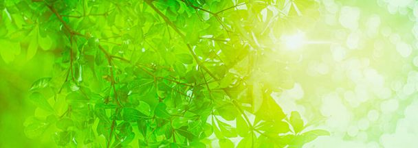 Achtergrond ontspanning en natuurlijke genezing concept, close-up licht groen blad en zonlicht, wazig achtergrond, mooie frisse natuur bokeh in het park, versieren website of behang, banner header panoramisch - Foto, afbeelding