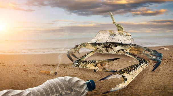 Καβούρι σε μολυσμένη παραλία. πλαστικά μπουκάλια ρύπανση σε λασπώδη λακκούβα στην παραλία. (Έννοια περιβάλλοντος) - Φωτογραφία, εικόνα