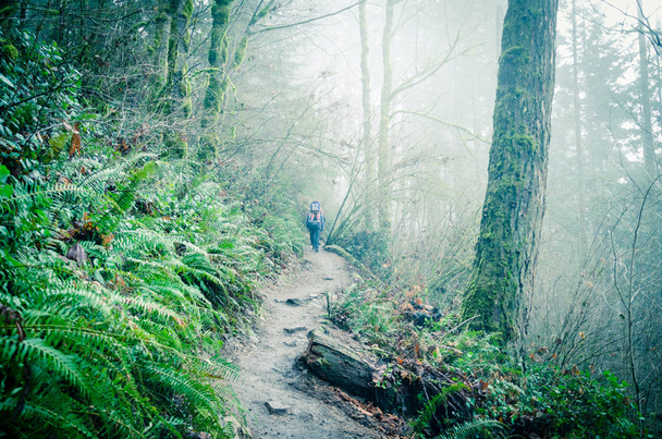 Grupo de excursionistas con niños cerditos haciendo senderismo por el Poo Poo Point Chirico Trail en el estado de Washington, Estados Unidos. Sendero brumoso en el exuberante paisaje de montaña del bosque
 - Foto, imagen