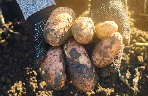 The farmer holds a big fresh potato in his hands. Autumn harvesting. Agriculture and farming. Organic vegetables. Harvest. Eco-friendly products. Selective focus - 写真・画像