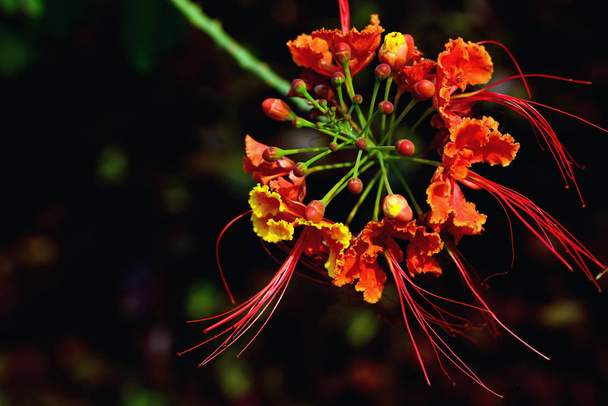 Κοντινό κόκκινο βασιλικό poinciana ή barbados υπερηφάνεια ή flam boyant ή παγώνια ακρολοφία, τροπικό λουλούδι. - Φωτογραφία, εικόνα