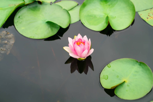 Bunte Lotusblume mit Blatt im Wasserpark Teich beruhigendes Meditationskonzept - Foto, Bild
