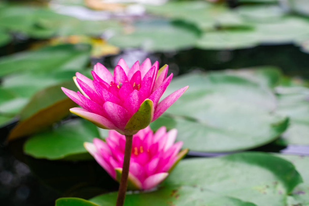 Kleurrijke lotusbloem met blad in waterpark vijver kalme meditatie concept - Foto, afbeelding