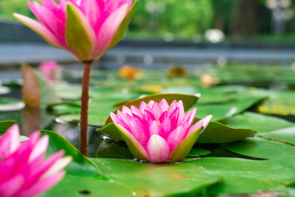 Barevné lotosový květ s listem v akvapark rybník klid meditace koncept - Fotografie, Obrázek