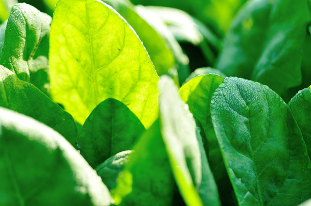 Green spinach leaves in growth at vegetable garden - Foto, Imagem