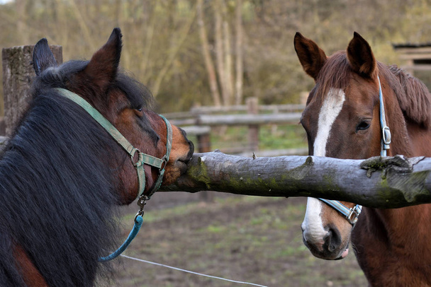 Bruine paard knagen een houten staak in het hek, het andere paard kijken vanaf de tweede kraal. Ze hebben halters.. - Foto, afbeelding
