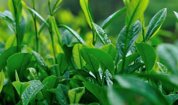 Zelené čajové rostliny a listy na jaře - Fotografie, Obrázek