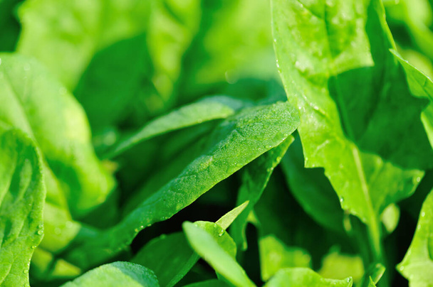 Green spinach leaves in growth at vegetable garden - Photo, image