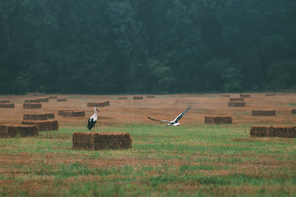 Agriculture, landscape after harvest, in the foreground storks - Foto, afbeelding