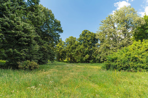 Drzewa i pola z zieloną trawą. Piękna łąka w parku  - Zdjęcie, obraz