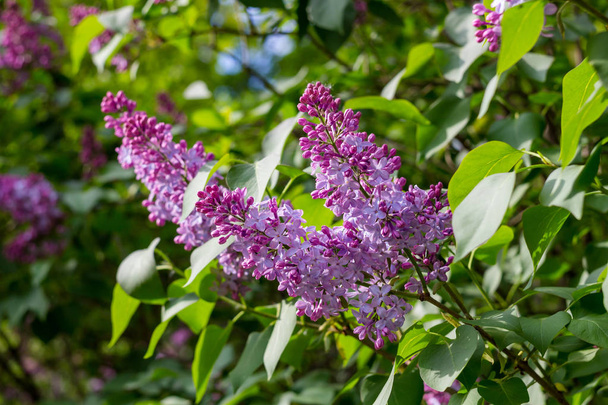 Bushes of blooming pink lilacs in May - Zdjęcie, obraz
