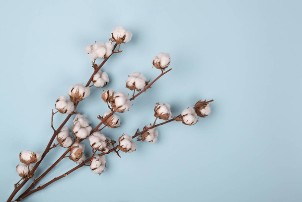 Natural cotton plants on blue background. Cotton flowers - Foto, Imagen