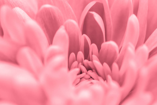 Retro művészet, vintage kártya és botanikai koncepció - Absztrakt virágos háttér, rózsaszín krizantém virág. Makró virágok háttér nyaralás márka design - Fotó, kép