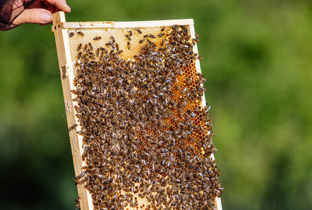 Pracy pszczół na plaster miodu. Ramki z ula. Pszczelarskie - Zdjęcie, obraz