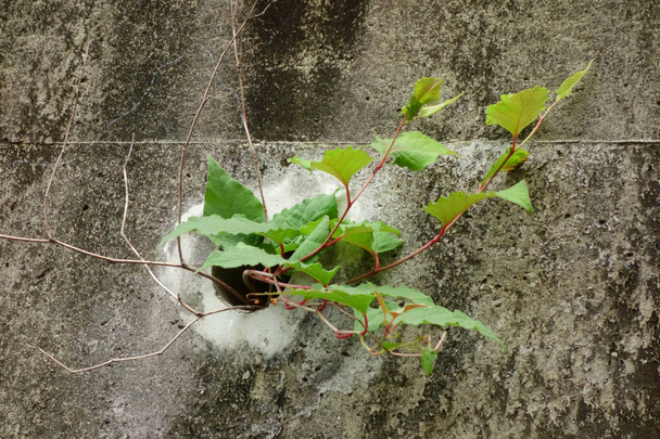 Zdumiewająca żywotność chwastów, proces uprawy roślin - Zdjęcie, obraz