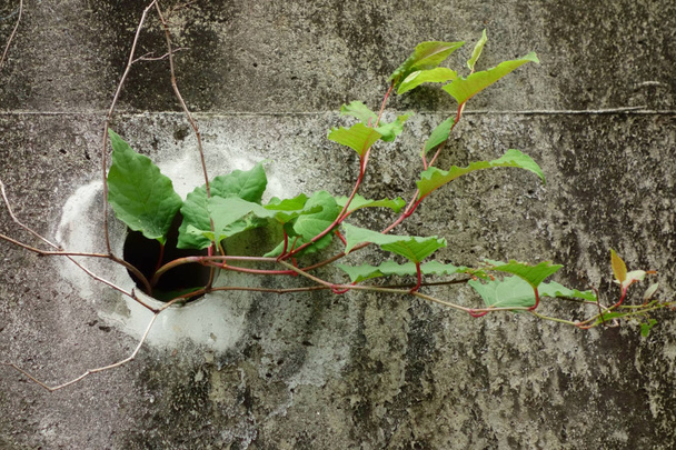Дивовижна життєздатність бур'янів, процес вирощування рослин
 - Фото, зображення