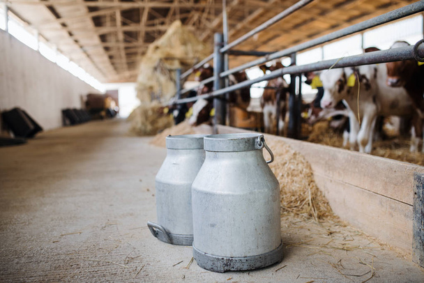 Milk cans and cows on a diary farm, agriculture industry. - Fotografie, Obrázek