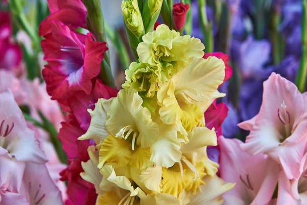 Żółte, różowe i czerwone gladiolusy. Kontekst - Zdjęcie, obraz