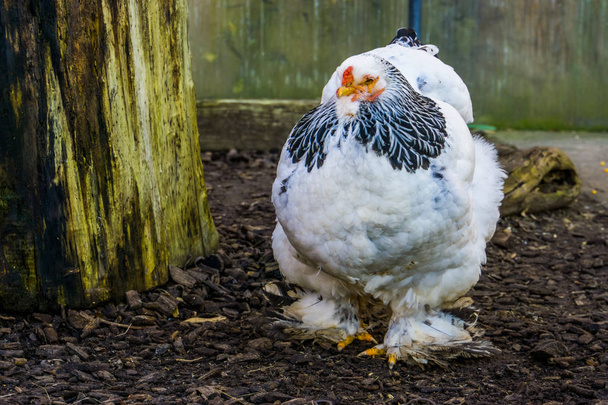 Портрет крупным планом белого цыпленка брахмы, популярная американская порода, сельскохозяйственные животные
 - Фото, изображение