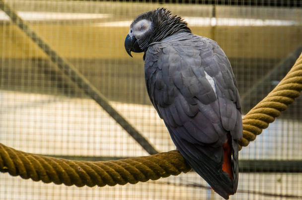 retrato de um papagaio-cinzento-africano-congo retirado das costas, da espécie de ave tropical e ameaçada de extinção popular da África
 - Foto, Imagem
