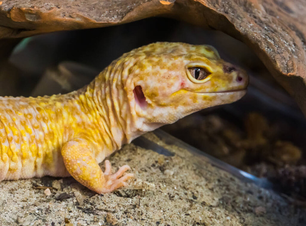 leopard gecko with its face in closeup, Popular tropical reptile specie from Asia - Photo, Image