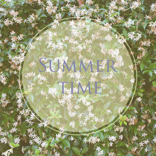 Flores y hojas de jazmín al aire libre con mensaje Hora de verano. Formato cuadrado
. - Foto, imagen