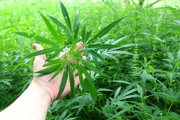 tiene di una mano un foglio verde di infiorescenza di marijuana selvatica. close-up cannabis piante medicinali selvatiche
 - Foto, immagini