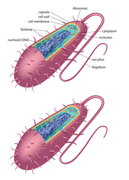 Εικονογράφηση τυπικού βακτηριακού κυττάρου - τύπου βάκιλος - Διάνυσμα, εικόνα