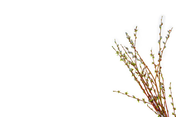 Pussy ramoscello di salice isolato su uno sfondo bianco. Fiore soffice primavera
 - Foto, immagini